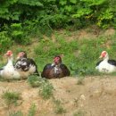 동녁농장 이미지