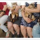 상무동물병원 이미지