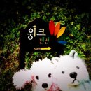 윙크펜션