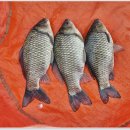 노진낚시터 이미지