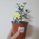 올리브나무 | 올리브나무 소형묘목 후기｜이마트에서 만난 평화의 나무