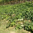 백록농장 이미지