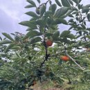 토러스농장 이미지