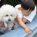 용지호수 | 도계동 빵 베이커리인류) 아기랑 강아지랑 용지호수 베이커리인류 빵 먹으러 피크닉 간 후기