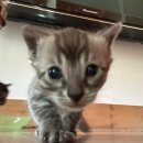 빙글뱅글캐터리 이미지