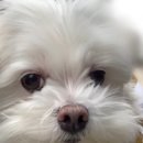 조선왕가(주) 이미지