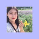 사곡리농장 | 광양 사라실 라벤더 농장 / 라벤더 축제🌿