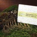 삼모아