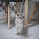 수원고양이전문분양 가토캣슬 광교용인점 | 고양이 호텔 추천하고 싶다. 가토캣슬 영통점 내돈내산