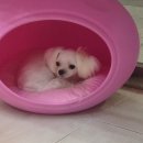 미니 앤 바니 애견샵 이미지