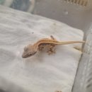 릴리 아트 이미지
