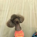 동글몽 이미지