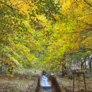 한천자연휴양림 이미지