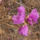 경기둘레길 안산49코스 이미지