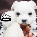 몽글몽글 이미지