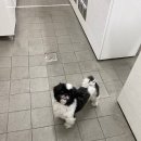 안심동물병원 이미지