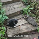 Cat garden 이미지