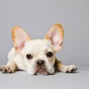 하이롤러 코리아 이미지