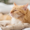 기계동물병원 이미지