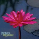 레드 플레어 열대수련(Red Flare Water Lily) 이미지