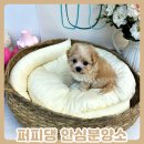 퍼피댕 강아지분양 안심분양소 청주점 말티푸미니비숑토이푸들 | 대전강아지무료분양 토이실버푸들