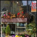 더플로라 이미지