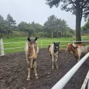 리안목장 이미지