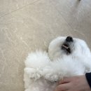 벨몽드펫 이미지