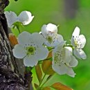 이화농원 이미지