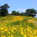 6월8일 토욜아차산 금계국 보러갑니다(우천으로취소합니다) 이미지