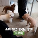 윤선생애견훈련소 | 송파 애견 훈련소 프로독 1달 훈련 후기 및 바뀐점