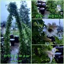 촌부의 단상-보물섬 남해 미니 밤호박(단호박) 소개 이미지