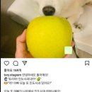 (주)황금사과 이미지