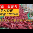 태양초 고추 말리기! 부직포 고추 자연건조 *탄저병 현상 이미지