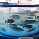 아리랑회식당 이미지