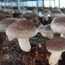 변산농장 이미지