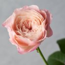 로즈향기 이미지