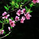 복사꽃수레마을 이미지