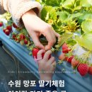 정서네농장 | 수원 망포 딸기체험 후기 │ 아이와 가볼만한곳 달콤 딸기농장 딸기수확 체험