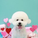 히히 그루밍 이미지