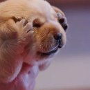 미용하는 강아지 이미지