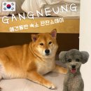 이주씨스템(주) | 강릉 애견동반 숙소 추천ㅣ잔잔스테이 재방문 솔직 후기 (+강아지 사진 모음집)
