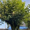 평촌마을 이미지