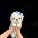 앨리스코리아켄넬 이미지