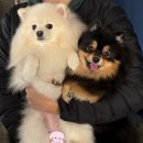 와들스 케이크 이미지