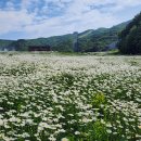 제 170차 민둥산,하이원리조트,만항재,함백산 야생화 이미지