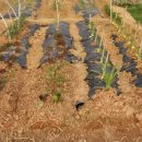 연님농장 이미지