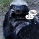 벌꿀오소리