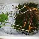 산삼 장생도라지 토종한봉꿀 옻순 배송-자연산약초주문판매-산나물 유기농커피 산도라지 덤- 이미지