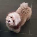 미스터 멍 애견샵 이미지